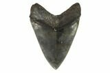 Fossil Megalodon Tooth - South Carolina #121419-2